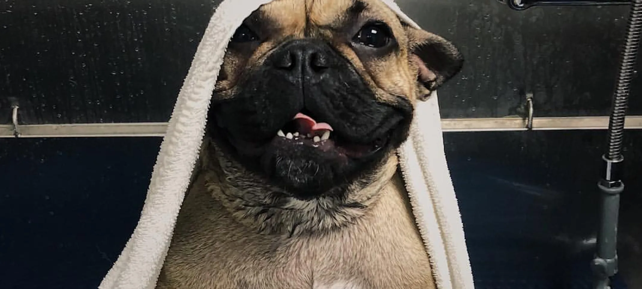 Dog getting groomed with a towel 